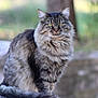 Tigresse participe au concours pour gagner de l'argent avec cette photo : cat, tabby_cat, feline, fluffy, longhair, whiskers, green_eyes, portrait, sitting, outdoor, bokeh, fur, muzzle, tail, paws, stone_surface, tree, nature, calm, alert