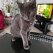 Ashh participe au concours pour gagner de l'argent avec cette photo : cat, gray_cat, pet, indoor, table, reflection, collar, bell, living_room, plant, curtains, butterfly_pattern, furniture, television, blurred_person, red_chair, glass_table, curious, domestic_animal, cozy