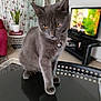 cat, gray_cat, pet, indoor, table, reflection, collar, bell, living_room, plant, curtains, butterfly_pattern, furniture, television, blurred_person, red_chair, glass_table, curious, domestic_animal, cozy
