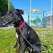 Butcher participe au concours pour gagner de l'argent avec cette photo : dog, black_dog, collar, grass, flowers, outdoor, sunny, playground, fence, leash, pet, canine, summer, park, animal, tongue_out, sitting, daytime, nature, happy