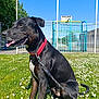 dog, black_dog, collar, grass, flowers, outdoor, sunny, playground, fence, leash, pet, canine, summer, park, animal, tongue_out, sitting, daytime, nature, happy