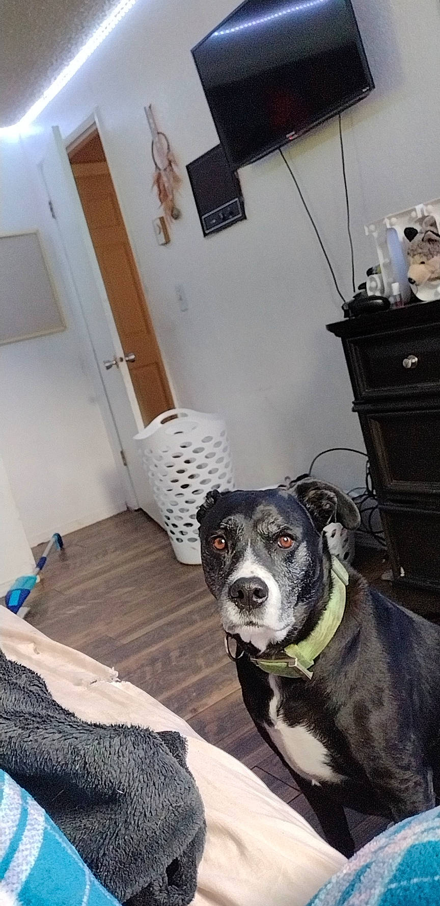 Jackson joined the competition — help win amazing prizes! carnivore, chair, collar, comfort, companion_dog, dog, dog_breed, dog_collar, fawn, floor, flooring, fur, hardwood, home, pet_supply, room, sporting_group, whiskers, wood, working_animal