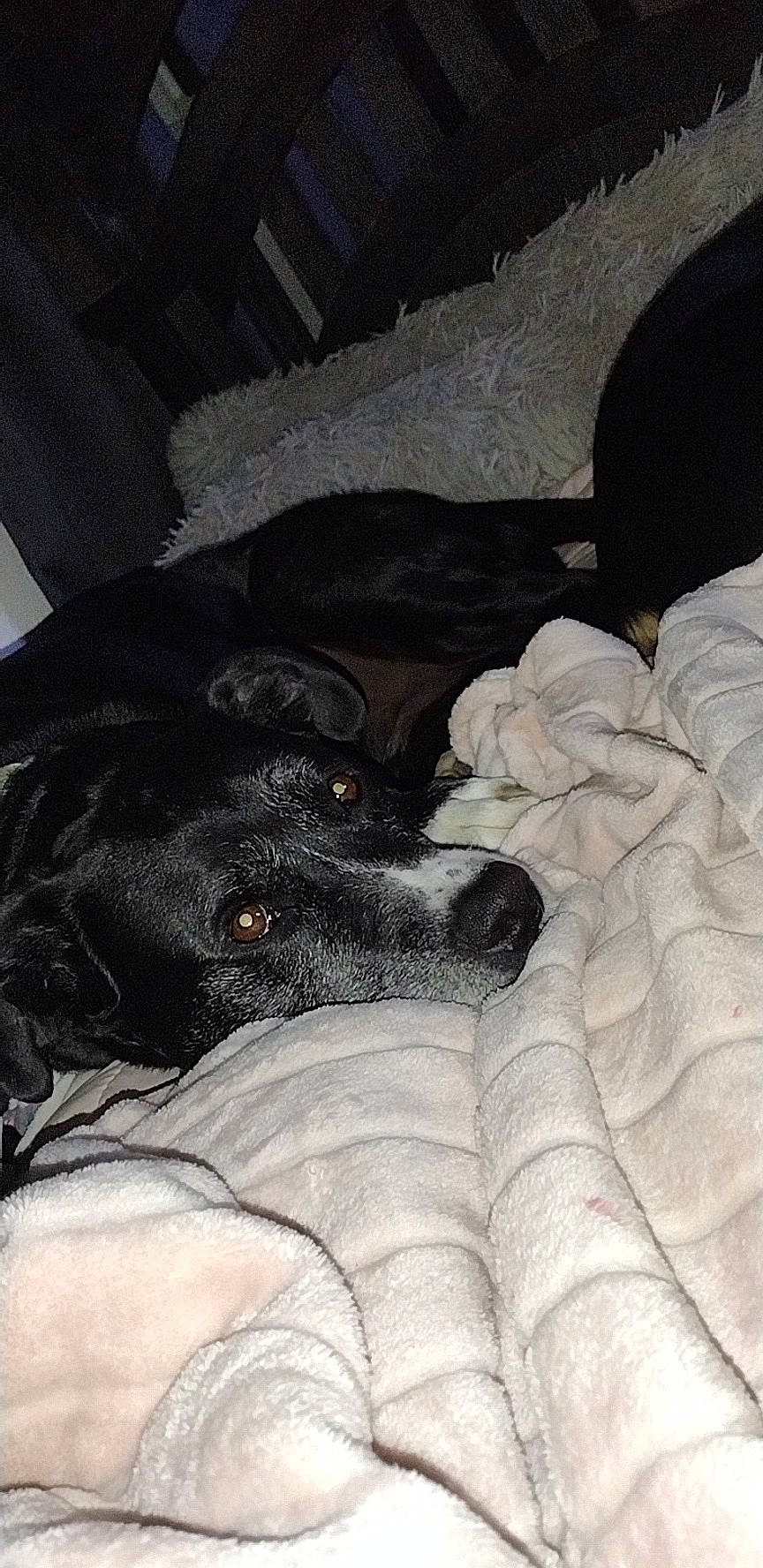 Jackson joined the competition — help win amazing prizes! canidae, carnivore, comfort, companion_dog, dog, dog_breed, fawn, fur, grey, guard_dog, human_leg, linens, nap, paw, sleep, snout, sporting_group, tail, whiskers, working_animal