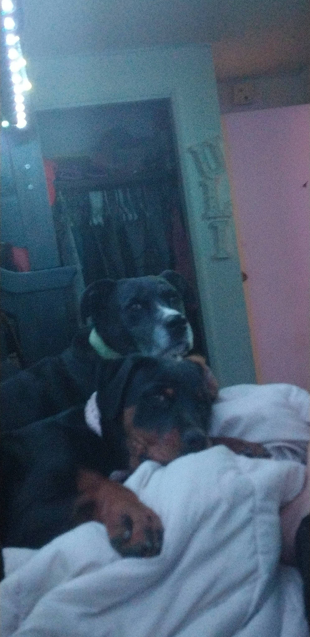 Jackson is registered to the contest to win money with this photo: canidae, carnivore, comfort, companion_dog, couch, darkness, dog, dog_breed, fawn, fun, fur, guard_dog, nap, room, sitting, snout, sporting_group, toy_dog, whiskers, working_animal