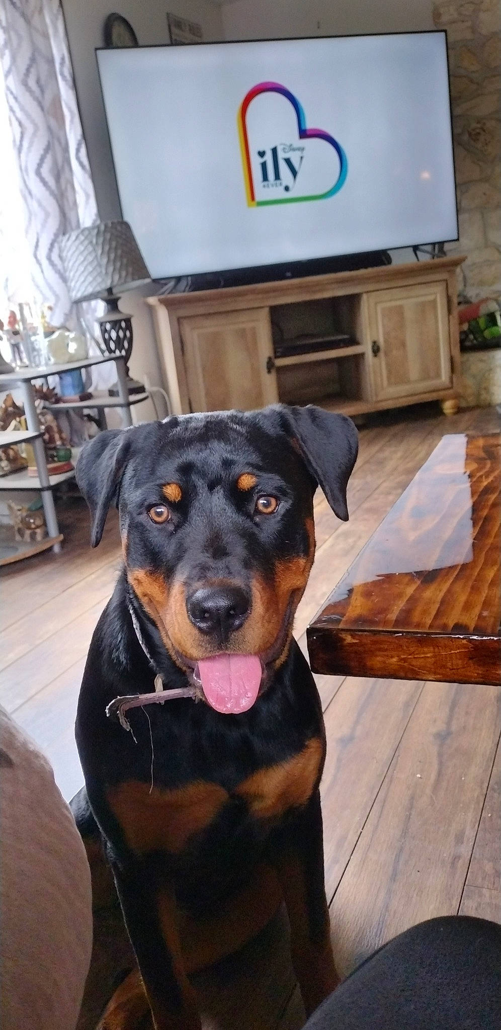 Bella is registered to the contest to win money with this photo: canidae, carnivore, chair, collar, companion_dog, dog, dog_breed, flooring, fur, hardwood, houseplant, picture_frame, plant, rottweiler, shelf, snout, sporting_group, television, wood, working_animal
