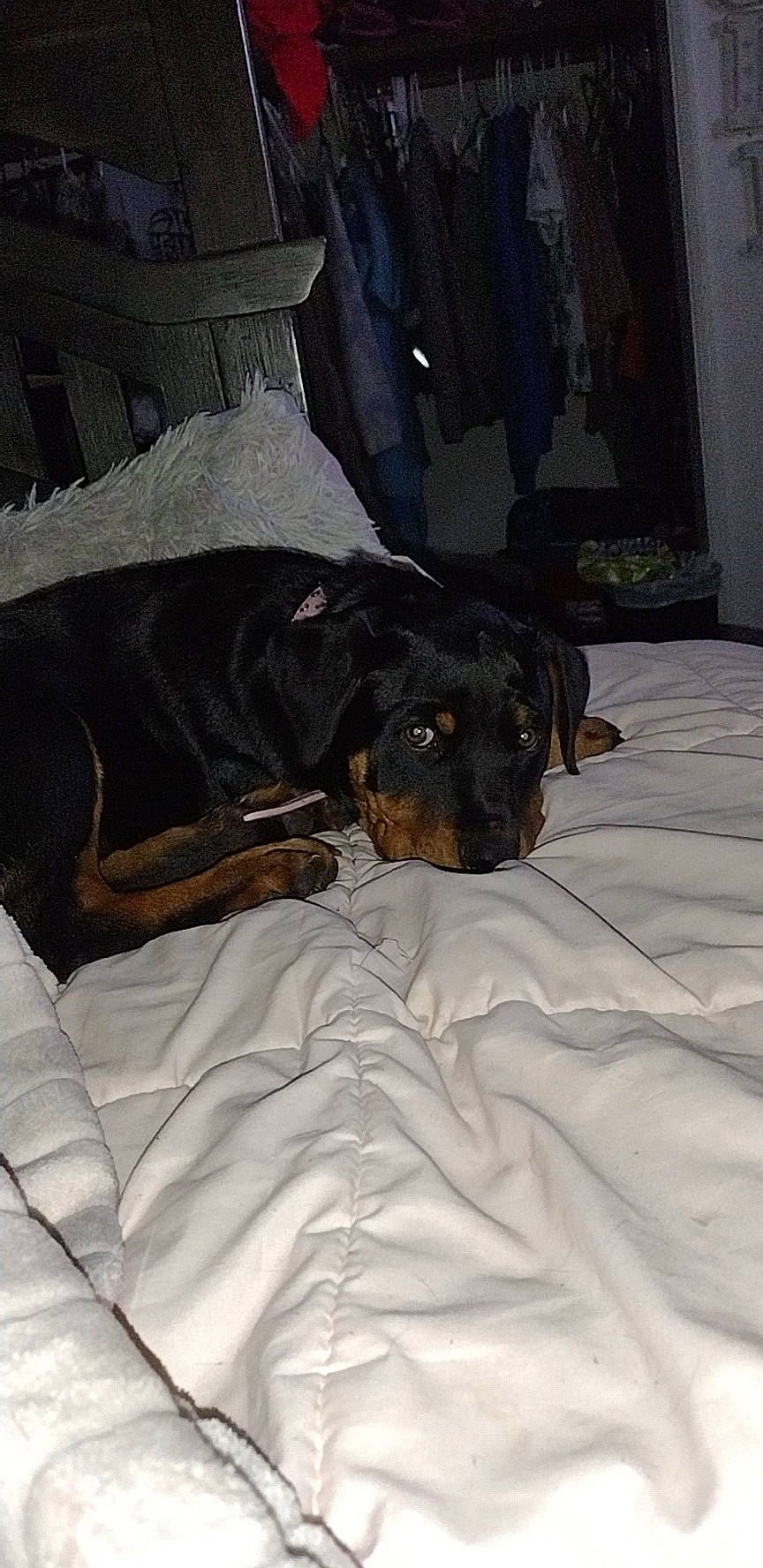 Bella joined the competition — help win amazing prizes! bed, brown, carnivore, comfort, companion_dog, dobermann, dog, dog_breed, fur, grey, guard_dog, linens, room, sporting_group, terrestrial_animal, toy_dog, working_animal, working_dog