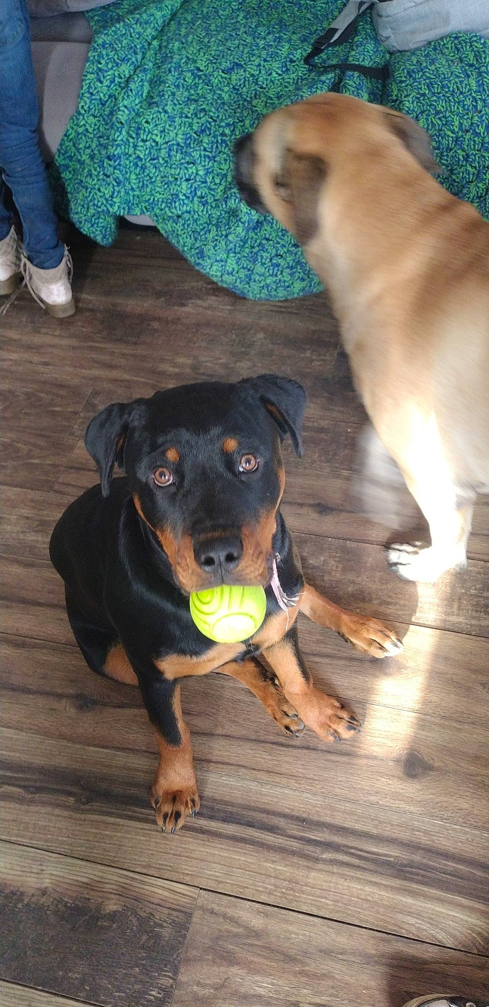 Bella is registered to the contest to win money with this photo: blue, carnivore, companion_dog, dog, dog_breed, fawn, flooring, foot, green, guard_dog, hardwood, hunting_dog, mammal, paw, rottweiler, snout, sporting_group, vertebrate, working_animal, working_dog