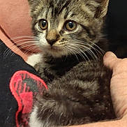 George joined the competition — help win amazing prizes! kitten, tabby, cat, pet, animal, fur, whiskers, closeup, cute, eyes, hand, person, holding, domestic_animal, young, mammal, indoor, companion, feline, curious