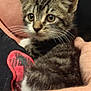 animal, cat, closeup, companion, curious, cute, domestic_animal, eyes, feline, fur, hand, holding, indoor, kitten, mammal, person, pet, tabby, whiskers, young