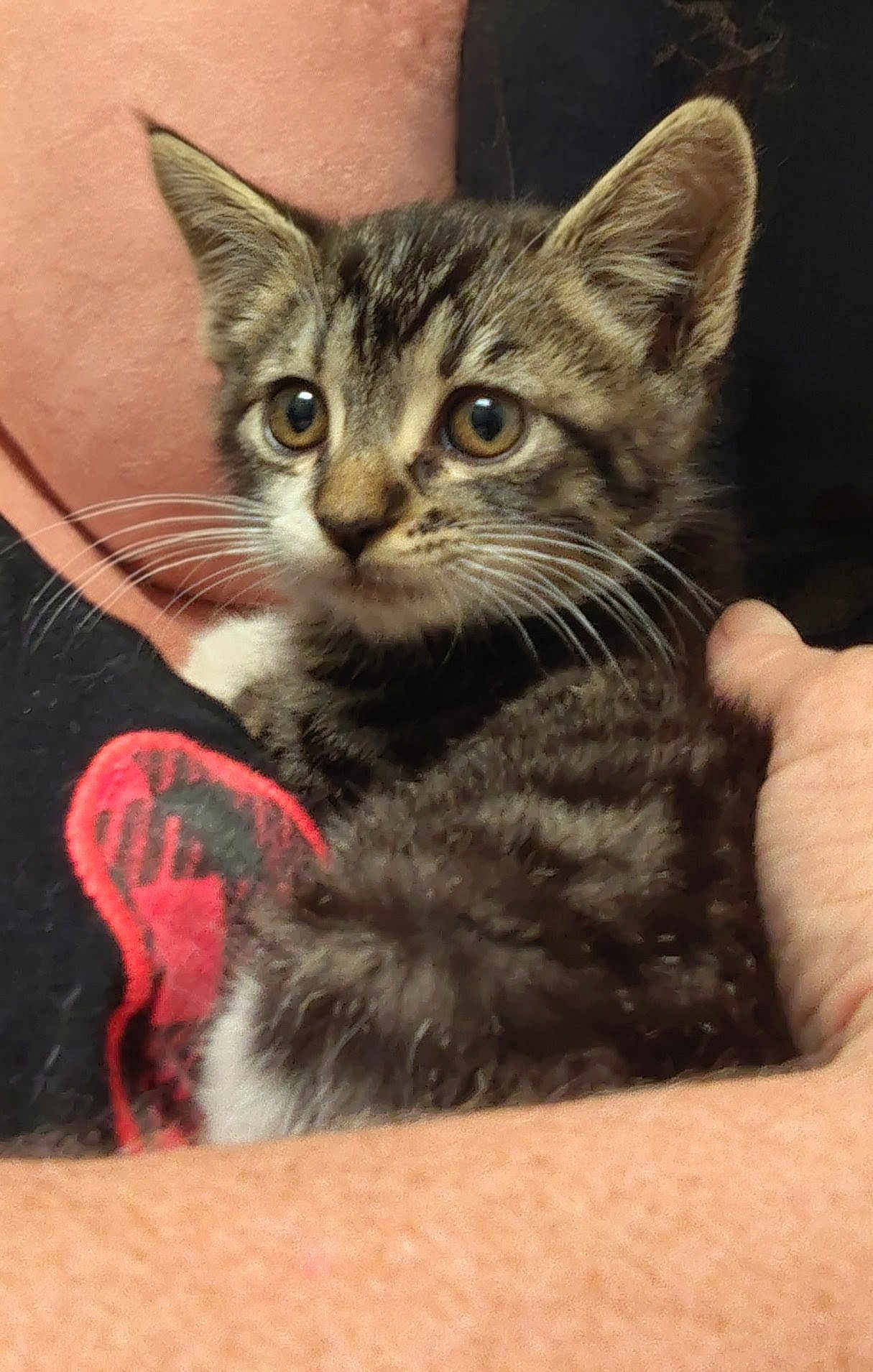 George joined the competition — help win amazing prizes! kitten, tabby, cat, pet, animal, fur, whiskers, closeup, cute, eyes, hand, person, holding, domestic_animal, young, mammal, indoor, companion, feline, curious
