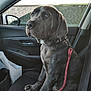 animal, black_dog, calm, canine, car_interior, closeup, collar, daylight, dog, indoor, leash, leash_hooked, passenger_seat, pet, resting, seat, side_mirror, sitting, vehicle, window