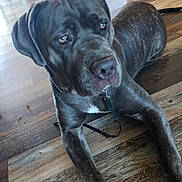 Lola' joined the competition — help win amazing prizes! animal, black_coat, calm, canine, closeup, collar, dog, domestic_animal, floor, fur, house, indoor, large_dog, laying_down, leash, pet, quiet, resting, side_view, wooden_floor