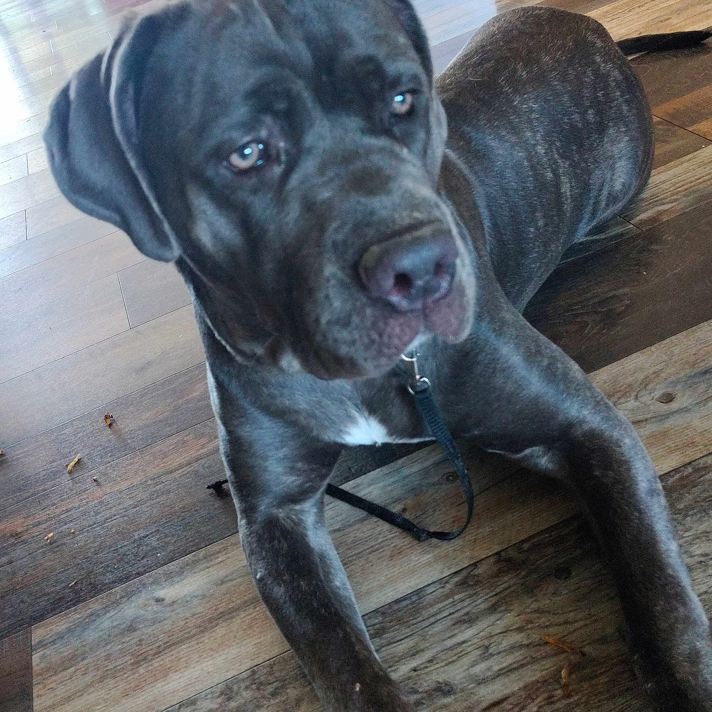 Lola' joined the competition — help win amazing prizes! animal, black_coat, calm, canine, closeup, collar, dog, domestic_animal, floor, fur, house, indoor, large_dog, laying_down, leash, pet, quiet, resting, side_view, wooden_floor