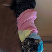Trip joined the competition — help win amazing prizes! animal, blue_fabric, cat, curious, ears, feline, funny, golden_eyes, home, indoor, leather_chair, lounging, pet, pink_fabric, portrait, rainbow_clothing, striped_fur, tabby_cat, upside_down, whiskers