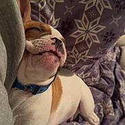 Rocky is registered to the contest to win money with this photo: dog, puppy, sleeping, blanket, bed, collar, nose, snout, cute, cozy, indoor, portrait, close_up, fur, white_and_brown, patterned_blanket, paw, relaxed, ear, bedding