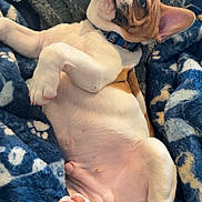 Rocky joined the competition — help win amazing prizes! belly_up, blanket, brown_fur, closeup, collar, cozy, cute, dog, fleece_blanket, french_bulldog, indoor, lying_on_back, mammal, paw_pads, paws, pet, pink_skin, puppy, sleepy, white_fur