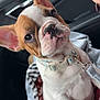 dog, puppy, french_bulldog, car_interior, collar, leash, ear, nose, paw, pet, close_up, portrait, seat, window, human_hand, buckle, blanket, travel, cute, whiskers