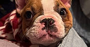 Rocky is registered to the contest to win money with this photo: bed, blanket, close_up, cozy, cute, dog, ears, eyes, french_bulldog, fur, indoors, looking_at_camera, muzzle, nose, pet, pink_nose, portrait, puppy, snout, whiskers