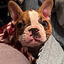 Rocky is registered to the contest to win money with this photo: dog, puppy, french_bulldog, close_up, blanket, indoors, bed, ears, nose, eyes, portrait, cute, cozy, pet, muzzle, fur, whiskers, looking_at_camera, pink_nose, snout