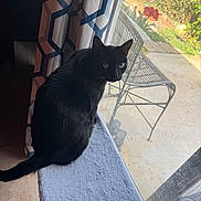 Toothless is registered to the contest to win money with this photo: black_cat, cat, window, curtain, indoor, pet, feline, animal, garden, chair, sunlight, floor, tile_floor, looking_outside, soft_surface, curious, domestic_cat, shadow, daylight, houseplant