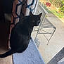 black_cat, cat, window, curtain, indoor, pet, feline, animal, garden, chair, sunlight, floor, tile_floor, looking_outside, soft_surface, curious, domestic_cat, shadow, daylight, houseplant