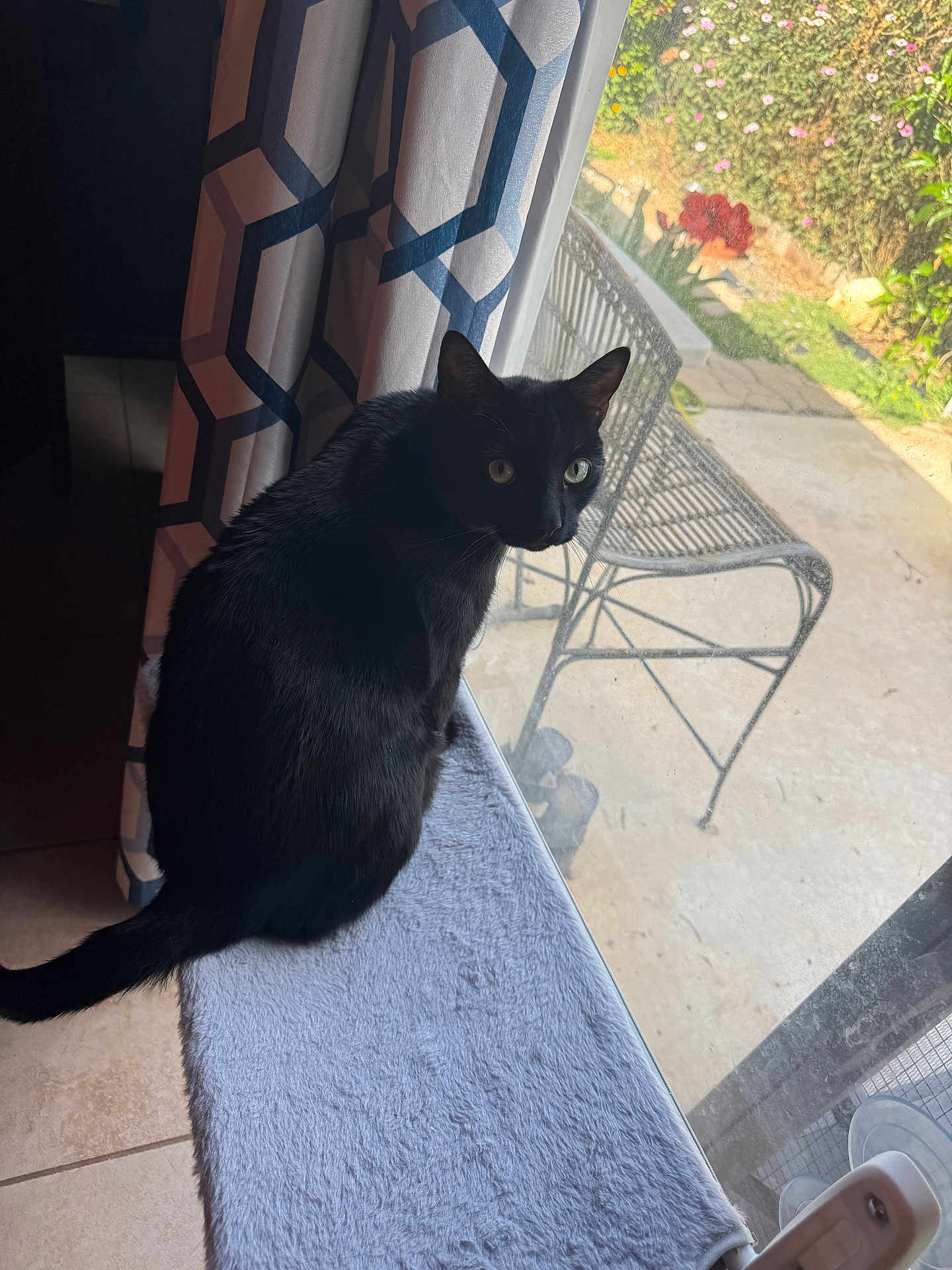 Toothless is registered to the contest to win money with this photo: black_cat, cat, window, curtain, indoor, pet, feline, animal, garden, chair, sunlight, floor, tile_floor, looking_outside, soft_surface, curious, domestic_cat, shadow, daylight, houseplant