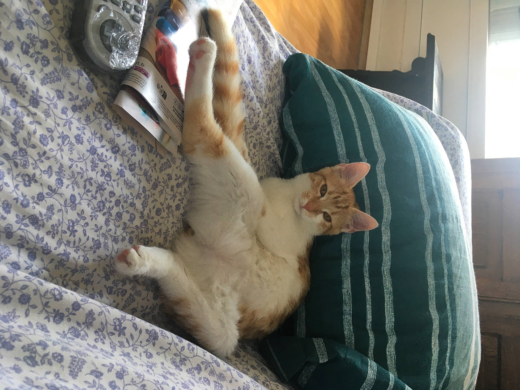 Tina a rejoint le concours — aidez-le/la à gagner de superbes lots ! canidae, carnivore, cat, chair, claw, comfort, companion_dog, couch, domestic_short_haired_cat, fawn, felidae, flooring, fur, human_leg, linens, paw, small_to_medium_sized_cats, tail, whiskers, wood