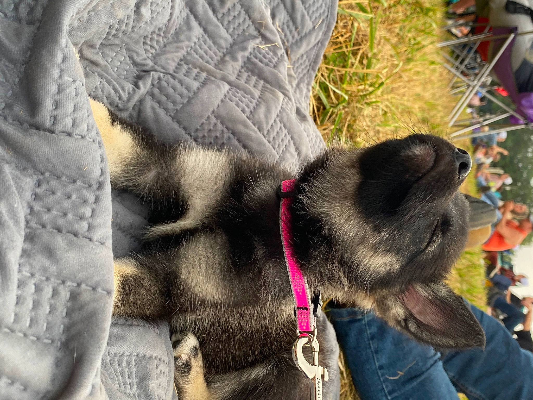 Luna joined the competition — help win amazing prizes! canidae, carnivore, collar, dog_breed, dog_collar, fashion_accessory, fawn, fur, leash, pack_animal, pattern, pet_supply, plant, snout, sporting_group, tail, terrestrial_animal, whiskers, wool, working_animal