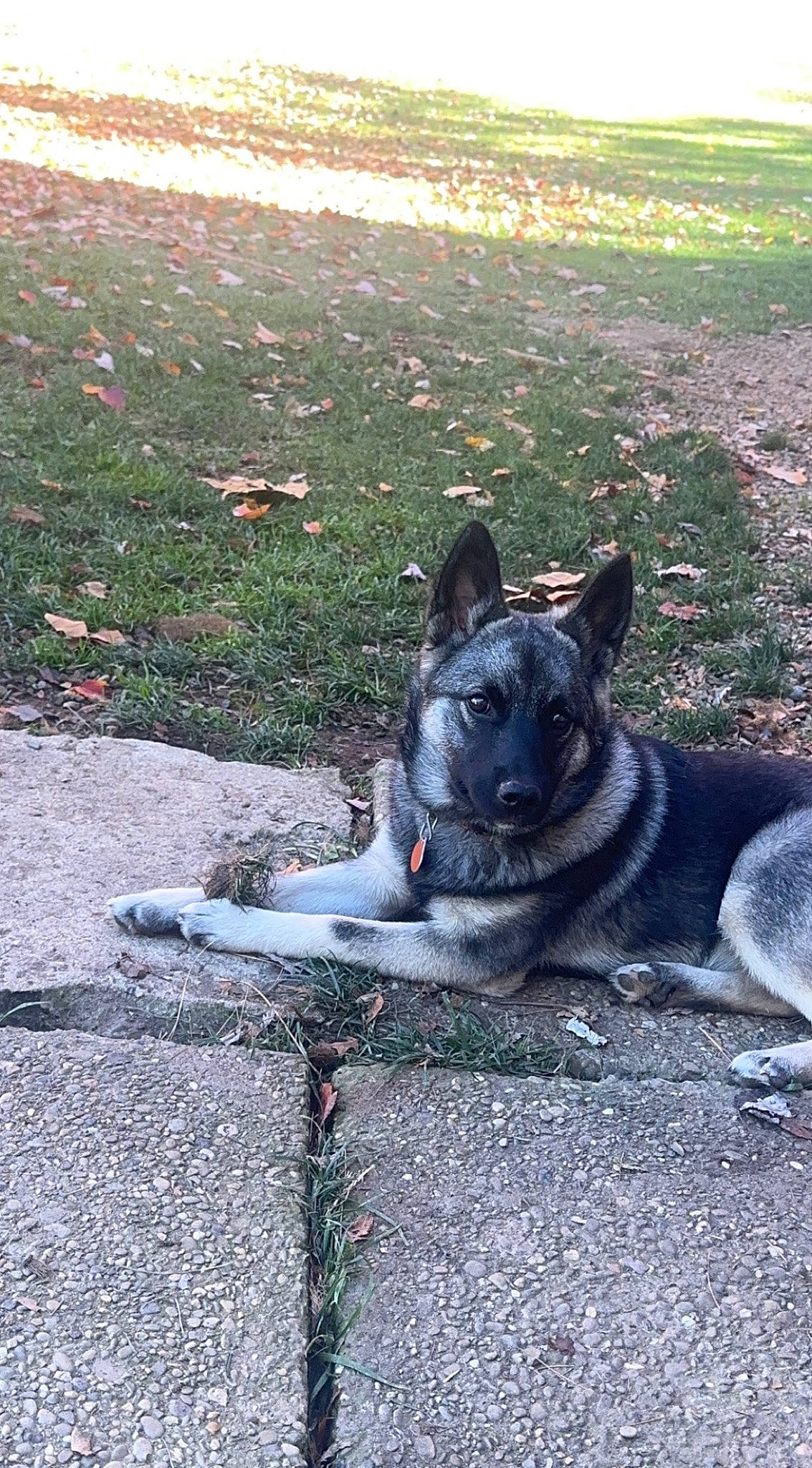 Luna is registered to the contest to win money with this photo: asphalt, australian_cattle_dog, australian_stumpy_tail_cattle_dog, canidae, carnivore, concrete, dog, dog_breed, grass, grey, herding_dog, road_surface, shadow, sidewalk, snout, soil, sporting_group, tail, working_animal, working_dog