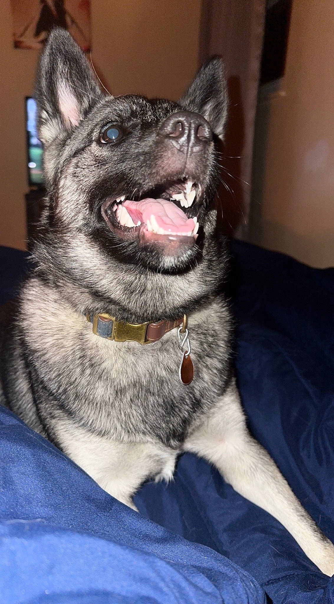 Luna is registered to the contest to win money with this photo: canidae, carnivore, collar, companion_dog, dog, dog_breed, dog_collar, fang, fur, jaw, non_sporting_group, snout, sporting_group, tooth, whiskers, working_animal, working_dog