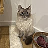 Ice a rejoint le concours — aidez-le/la à gagner de superbes lots ! cat, kitten, fluffy, long_hair, blue_eyes, sitting, indoors, portrait, pet, feline, whiskers, ears, tail, wooden_floor, rug, basket, home, wall, cozy, animal