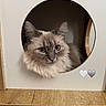 Ice a rejoint le concours — aidez-le/la à gagner de superbes lots ! cat, fluffy, long_hair, blue_eyes, pet, animal, portrait, close_up, face, whiskers, ears, indoors, wood, shelf, wall, circular_opening, cozy, brown, cute, hearts