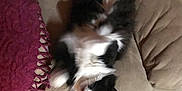 Boo is registered to the contest to win money with this photo: animal, black_and_white, blanket, carpet, cat, couch, cozy, cute, domestic, fluffy, fur, furniture, home, indoor, lying_down, pet, playful, relaxing, resting, whiskers