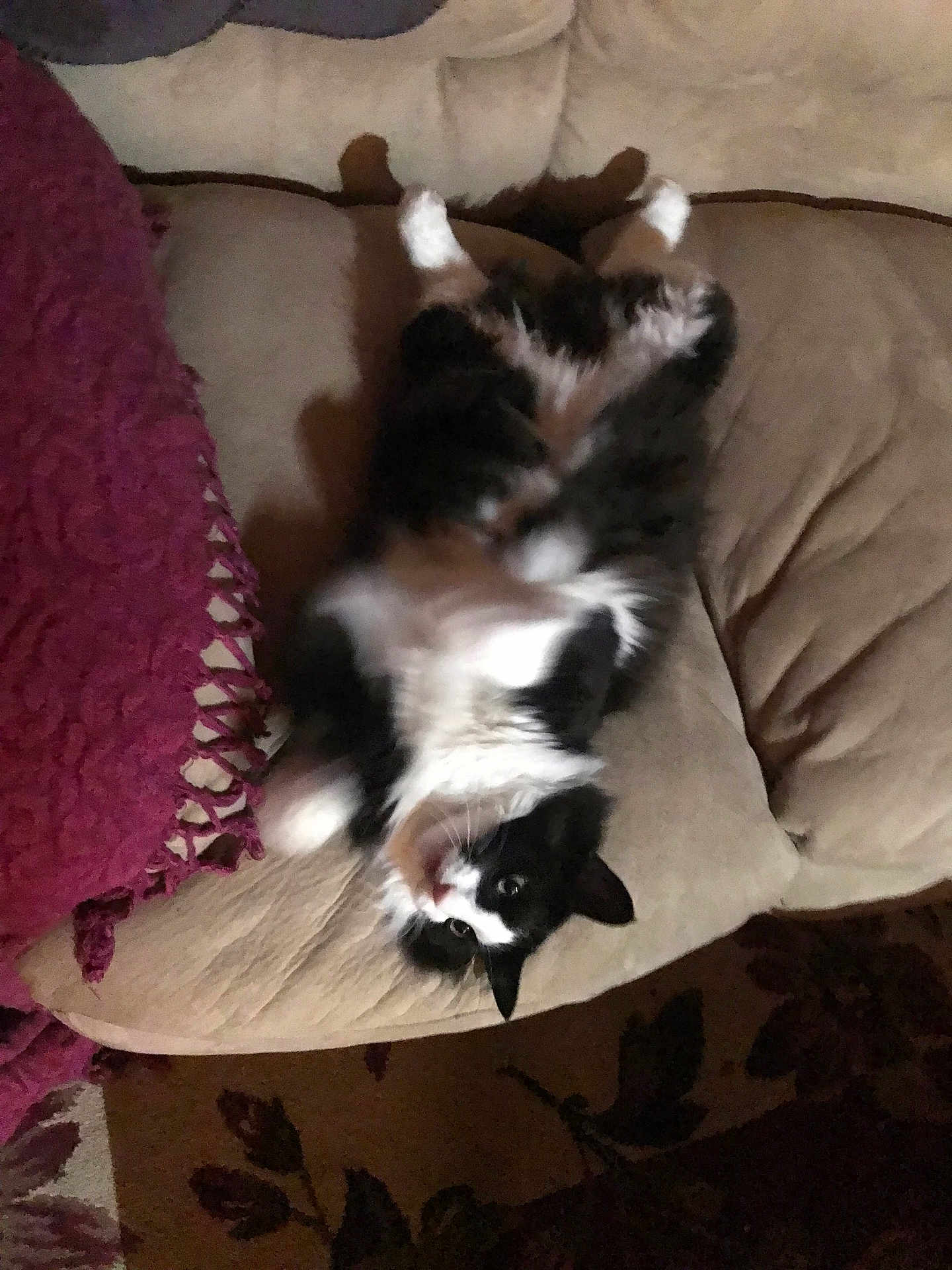 Boo