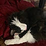Boo is registered to the contest to win money with this photo: animal, black_and_white, blanket, cat, cozy, cute, domestic_animal, feline, fur, fur_texture, indoor, nose, paw, pet, red, relaxing, resting, sleeping, soft, whiskers