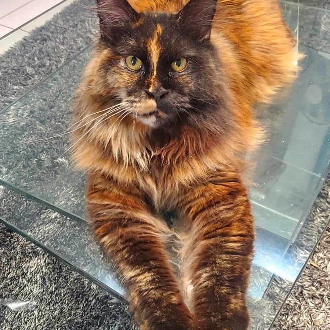 Tsouki a rejoint le concours — aidez-le/la à gagner de superbes lots ! animal, carpet, cat, closeup, domestic, ears, eyes, feline, floor, fluffy, glass_table, home, indoor, long_fur, mammal, paws, pet, relaxed, resting, tortoiseshell
