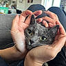 cat, gray_cat, hands, face, green_eyes, whiskers, pet, indoor, living_room, sofa, blurred_background, human_hands, close_up, cute, animal, feline, relaxation, comfort, domestic, portrait
