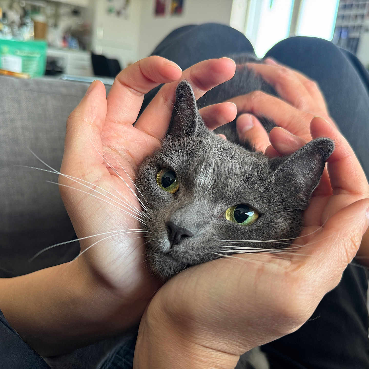Raffy is registered to the contest to win money with this photo: cat, gray_cat, hands, face, green_eyes, whiskers, pet, indoor, living_room, sofa, blurred_background, human_hands, close_up, cute, animal, feline, relaxation, comfort, domestic, portrait