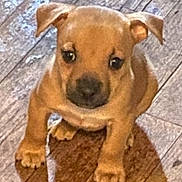 Pocahontas is registered to the contest to win money with this photo: attentive, brown_dog, close_up, cute, dog, domestic_animal, ears, floorboards, indoor, leash_or_string, looking_up, nose, paws, pet, portrait, puppy, puppy_face, sitting, small_dog, wooden_floor