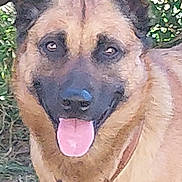 Nicolas Guyon participe au concours pour gagner de l'argent avec cette photo : animal, brown, canine, closeup, collar, dog, ears, face, friendly, fur, grass, greenery, happy, muzzle, nature, outdoor, pet, portrait, smiling, tongue_out