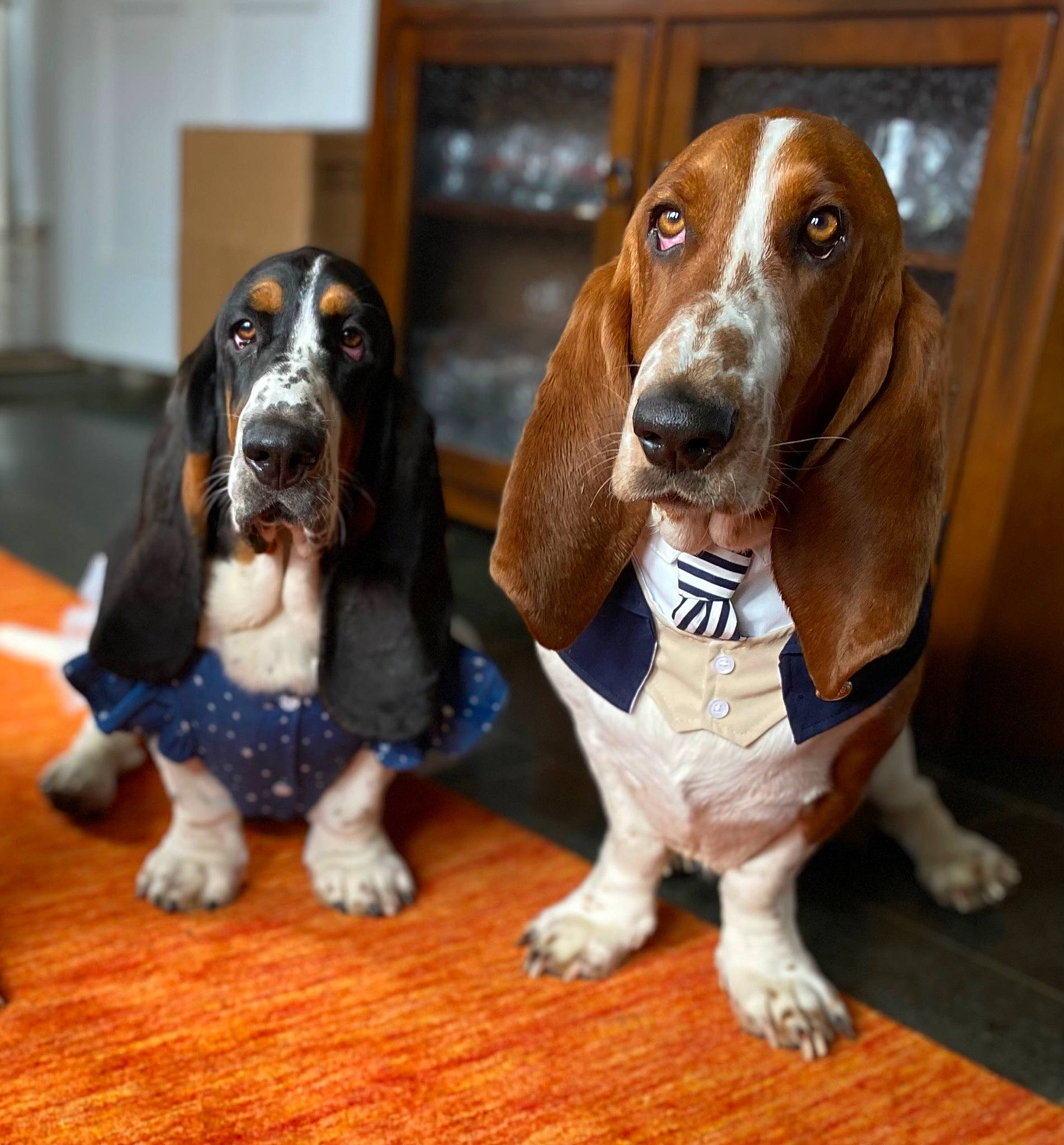 Gunther joined the competition — help win amazing prizes! canidae, carnivore, companion_dog, dog, dog_breed, fawn, liver, snout, sporting_group, terrestrial_animal, toy, vertebrate, working_animal