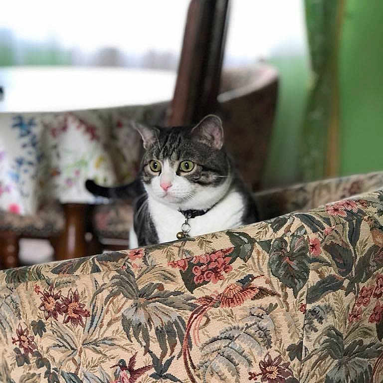 Roudoudou participe au concours pour gagner de l'argent avec cette photo : angora, animal, architecture, blanket, building, cat, couch, cushion, furniture, homedecor, indoors, kitten, livingroom, manx, pet, pillow, plant, pottedplant, quilt, room