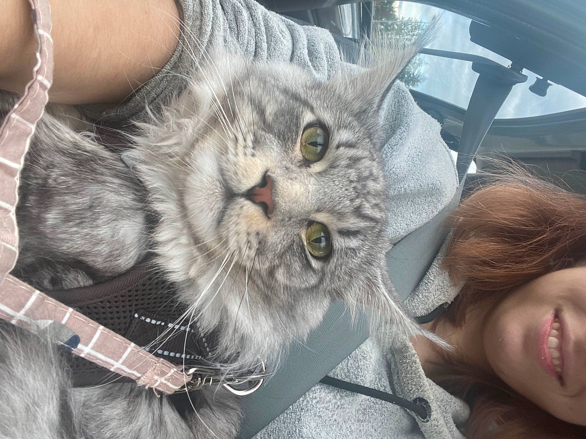 Saturne participe au concours pour gagner de l'argent avec cette photo : carnivore, cat, claw, comfort, domestic_short_haired_cat, felidae, fur, grass, happy, paw, small_to_medium_sized_cats, smile, snout, tail, tree, whiskers