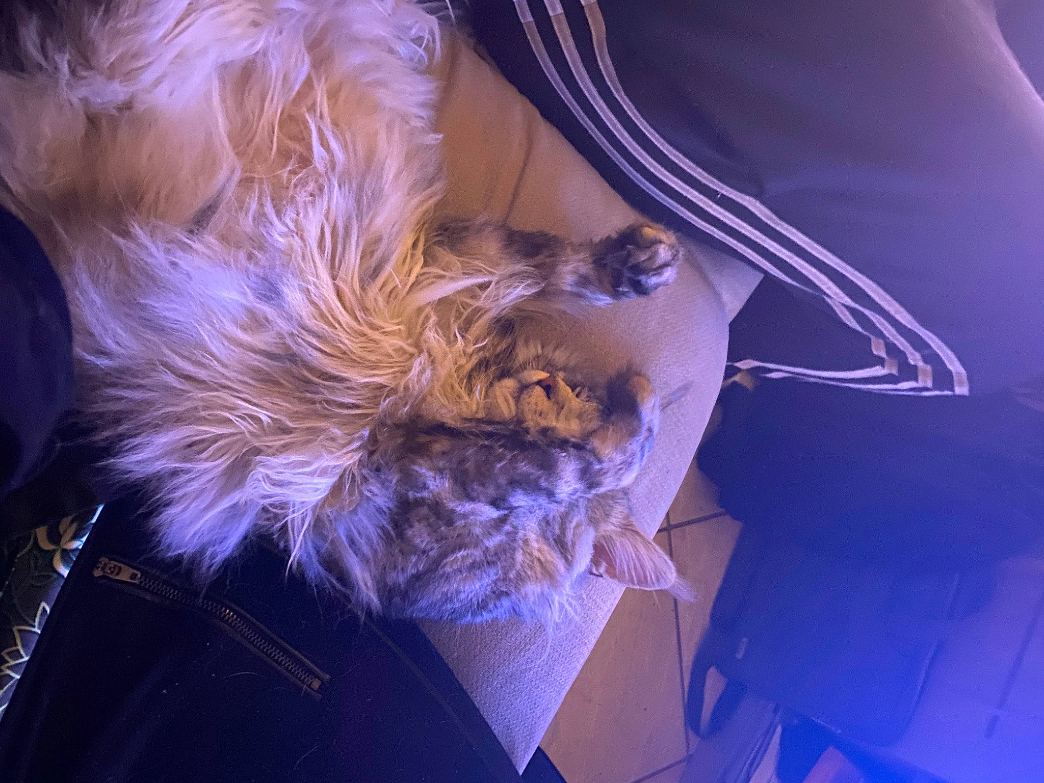 Saturne participe au concours pour gagner de l'argent avec cette photo : brown_hair, canidae, cg_artwork, companion_dog, darkness, dog_breed, dress, electric_blue, entertainment, fashion_accessory, feather, flesh, fur, hair_coloring, human_leg, magenta, purple, sporting_group, tree, violet