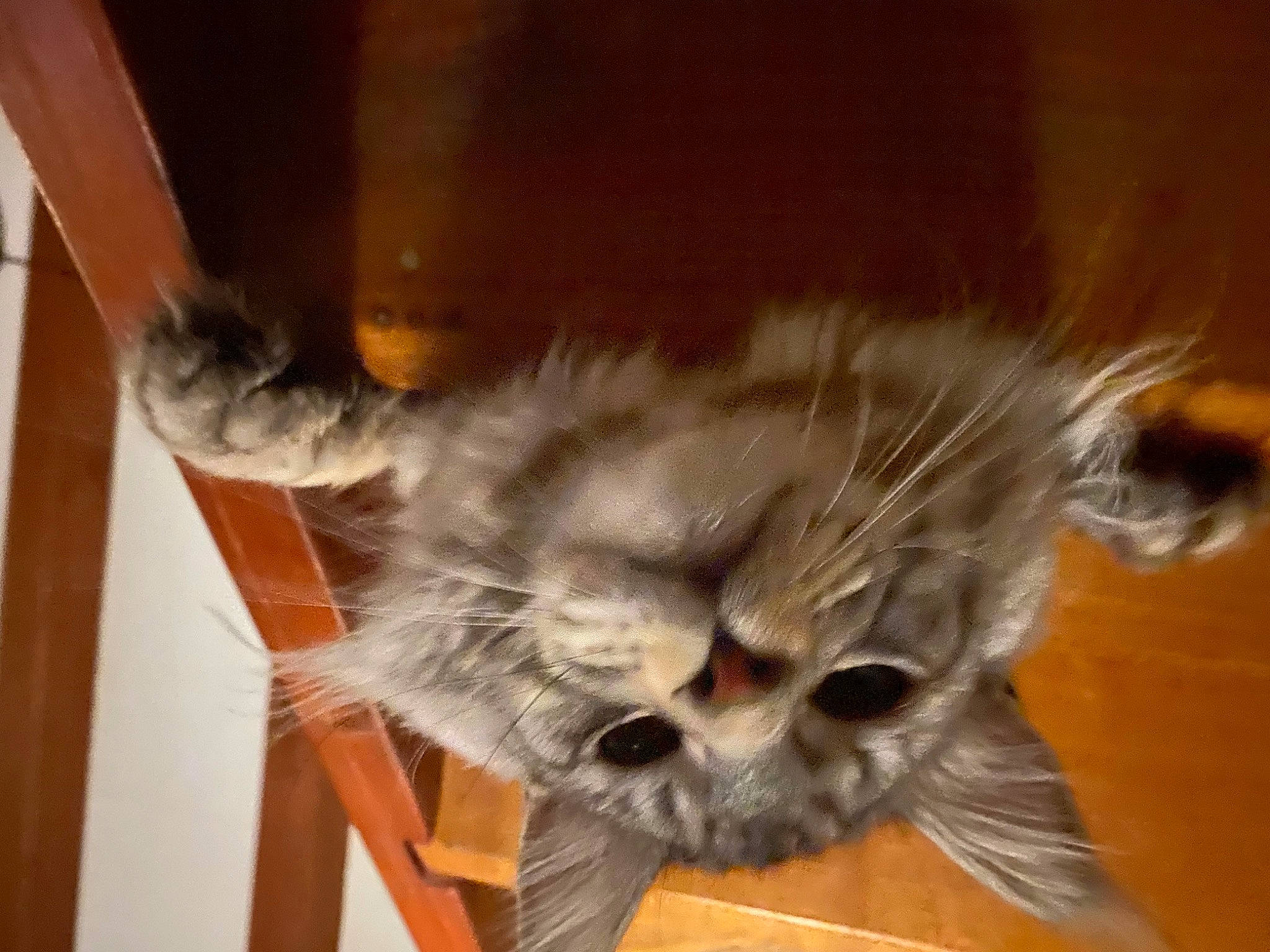 Saturne participe au concours pour gagner de l'argent avec cette photo : british_longhair, carnivore, cat, chair, claw, comfort, domestic_short_haired_cat, fawn, felidae, flooring, fur, hardwood, paw, plant, small_to_medium_sized_cats, snout, tail, whiskers, wood