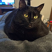 Daphné participe au concours pour gagner de l'argent avec cette photo : cat, black_cat, pet, indoor, blanket, furniture, fan, television, yellow_eyes, close_up, relaxing, cozy, soft_texture, whiskers, animal, domestic, laying_down, focus, fur, home
