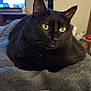 cat, black_cat, pet, indoor, blanket, furniture, fan, television, yellow_eyes, close_up, relaxing, cozy, soft_texture, whiskers, animal, domestic, laying_down, focus, fur, home