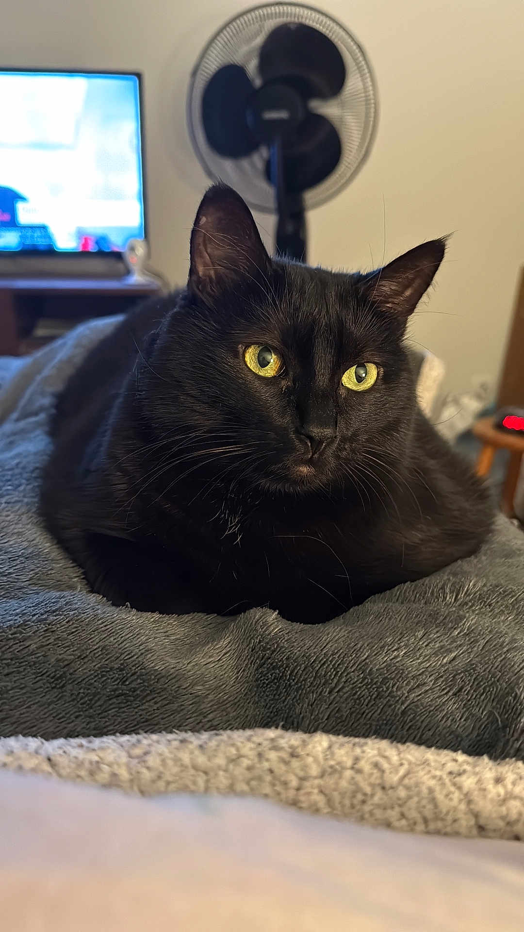 Daphné participe au concours pour gagner de l'argent avec cette photo : cat, black_cat, pet, indoor, blanket, furniture, fan, television, yellow_eyes, close_up, relaxing, cozy, soft_texture, whiskers, animal, domestic, laying_down, focus, fur, home