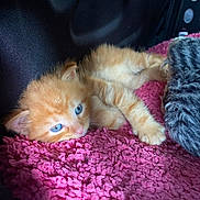 Calin participe au concours pour gagner de l'argent avec cette photo : kitten, orange_cat, blue_eyes, furry, cute, pet, animal, sleeping, resting, cozy, blanket, pink, soft, indoor, small, young, mammal, whiskers, paw, fur