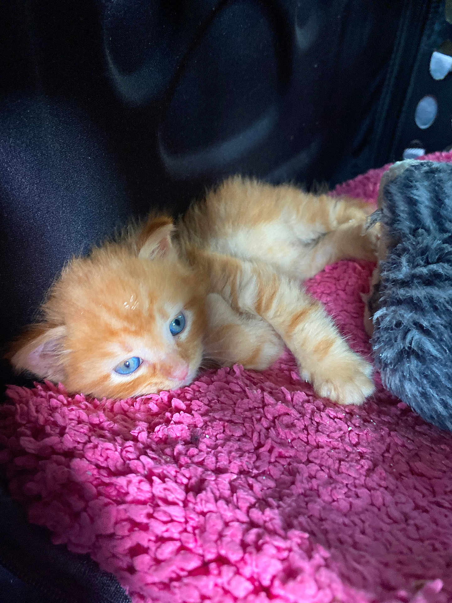 Calin participe au concours pour gagner de l'argent avec cette photo : kitten, orange_cat, blue_eyes, furry, cute, pet, animal, sleeping, resting, cozy, blanket, pink, soft, indoor, small, young, mammal, whiskers, paw, fur